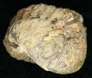 Bargain Enrolled Barrandeops (Phacops) Trilobite #11289-1